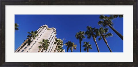 Framed Low angle view of palm trees, Downtown San Jose, San Jose, Silicon Valley, Santa Clara County, California Print