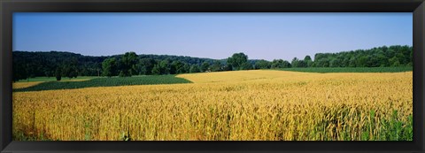 Framed Field Crop, Maryland, USA Print