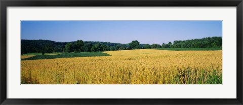 Framed Field Crop, Maryland, USA Print