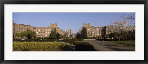 Framed Trees in the lawn of a university, University of Washington, Seattle, King County, Washington State, USA Print