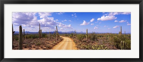 Framed Road, Saguaro National Park, Arizona, USA Print