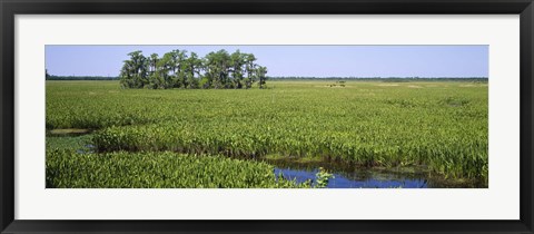 Framed Plants on a wetland, Jean Lafitte National Historical Park And Preserve, New Orleans, Louisiana, USA Print