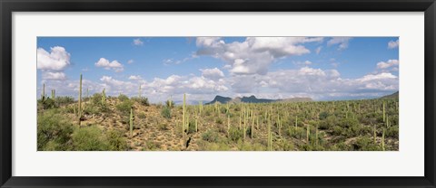 Framed Saguaro National Park Tucson AZ USA Print