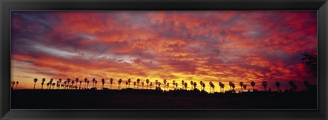 Framed Silhouette of palm trees at sunrise, San Diego, San Diego County, California, USA Print