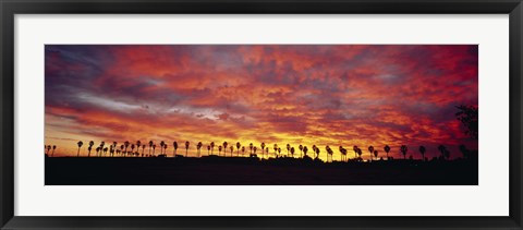 Framed Silhouette of palm trees at sunrise, San Diego, San Diego County, California, USA Print