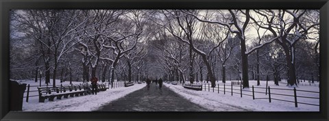 Framed Bare trees in a park, Central Park, New York City, New York State, USA Print