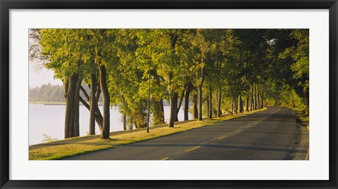 Framed Trees along a road, Lake Washington Boulevard, Seattle, Washington State, USA Print