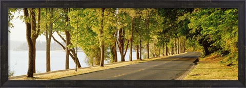 Framed Trees on both sides of a road, Lake Washington Boulevard, Seattle, Washington State, USA Print