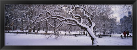 Framed Trees covered with snow in a park, Central Park, New York City, New York state, USA Print