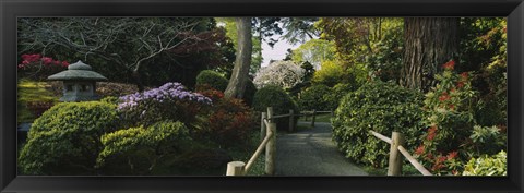 Framed Plants in a garden, Japanese Tea Garden, San Francisco, California, USA Print