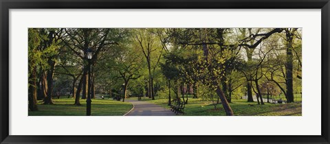 Framed Trees In A Park, Central Park, NYC, New York City, New York State, USA Print