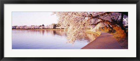 Framed Tidal Basin, Washington DC, District Of Columbia, USA Print