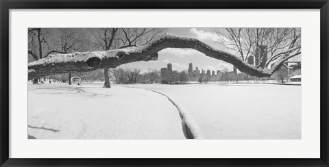 Framed Bare trees in a park, Lincoln Park, Chicago, Illinois, USA Print