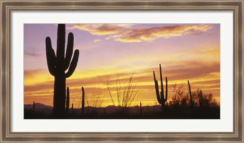 Framed Sunset Saguaro Cactus Saguaro National Park AZ Print