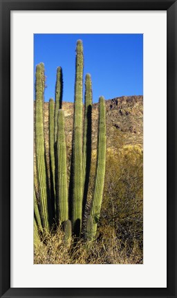 Framed Organ Pipe Cactus in Arizona (vertical) Print