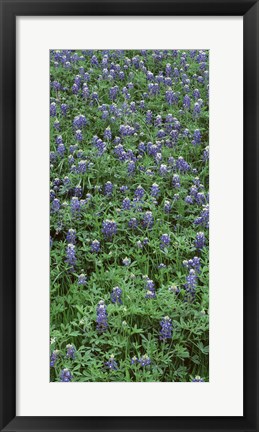 Framed High angle view of plants, Bluebonnets, Austin, Texas, USA Print