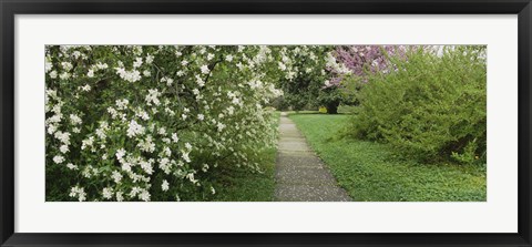 Framed Path In A Park, Richmond, Virginia, USA Print