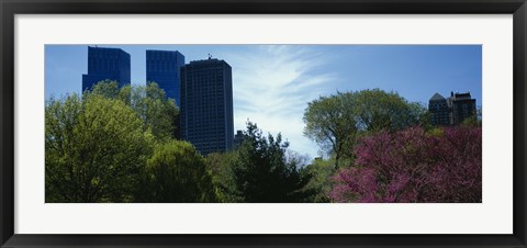 Framed Low angle view of skyscrapers viewed from a park, Central Park, Manhattan, New York City, New York State, USA Print