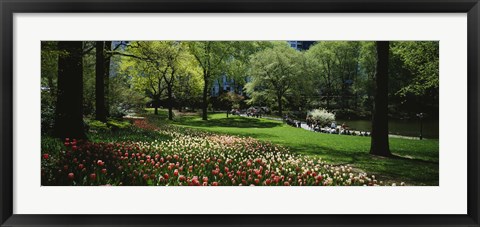 Framed Flowers in a park, Central Park, Manhattan, New York City, New York State, USA Print