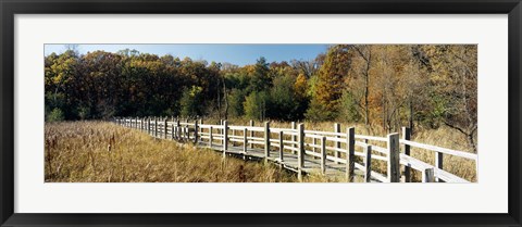 Framed Boardwalk passing through a forest, University of Wisconsin Arboretum, Madison, Dane County, Wisconsin, USA Print