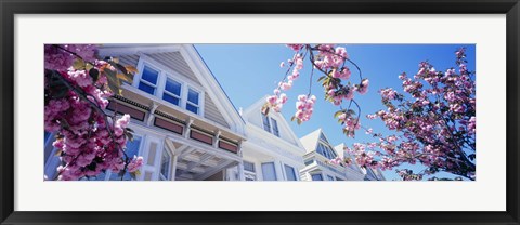 Framed Low angle view of Cherry Blossom flowers in front of buildings, San Francisco, California, USA Print