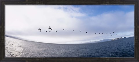 Framed Pelicans flying over the sea, Alcatraz, San Francisco, California, USA Print