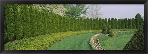 Framed Row of arbor vitae trees in a garden, Ladew Topiary Gardens, Monkton, Baltimore County, Maryland, USA Print