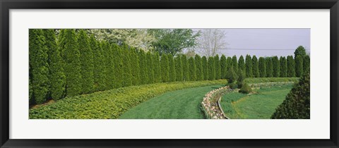 Framed Row of arbor vitae trees in a garden, Ladew Topiary Gardens, Monkton, Baltimore County, Maryland, USA Print