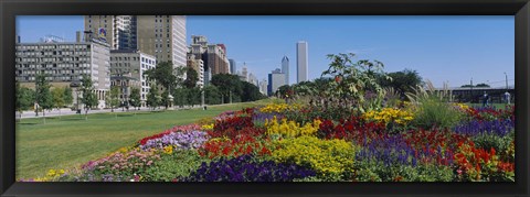 Framed Flowers in a garden, Welcome Garden, Grant Park, Michigan Avenue, Roosevelt Road, Chicago, Cook County, Illinois, USA Print