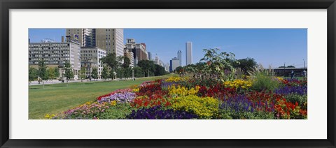 Framed Flowers in a garden, Welcome Garden, Grant Park, Michigan Avenue, Roosevelt Road, Chicago, Cook County, Illinois, USA Print