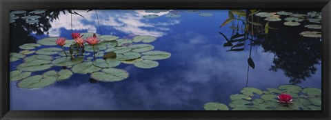 Framed Water lilies in a pond, Denver Botanic Gardens, Denver, Denver County, Colorado, USA Print