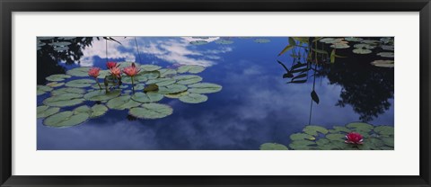 Framed Water lilies in a pond, Denver Botanic Gardens, Denver, Denver County, Colorado, USA Print