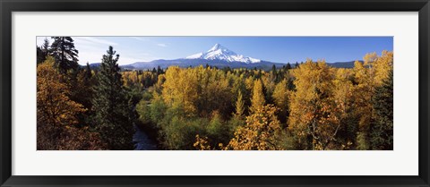 Framed Cottonwood trees in a forest, Mt Hood, Hood River, Mt. Hood National Forest, Oregon, USA Print