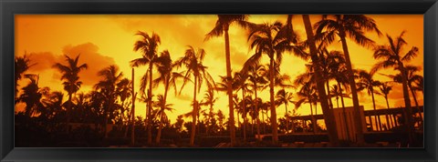 Framed Palm trees on the beach, The Setai Hotel, South Beach, Miami Beach, Florida, USA Print