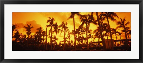 Framed Palm trees on the beach, The Setai Hotel, South Beach, Miami Beach, Florida, USA Print