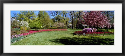 Framed Tulips and cherry trees in a garden, Sherwood Gardens, Baltimore, Maryland, USA Print