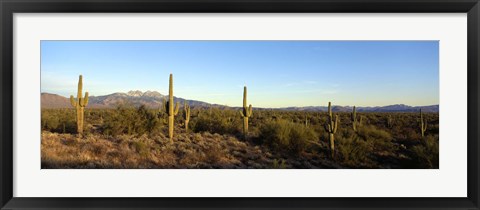 Framed Saguaro cacti in a desert, Four Peaks, Phoenix, Maricopa County, Arizona, USA Print