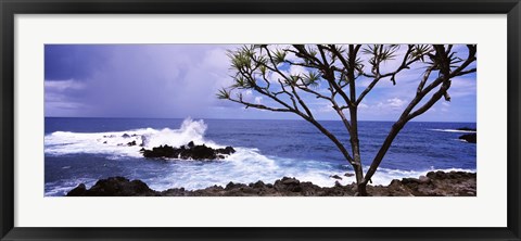 Framed Tree on the coast, Honolulu Nui Bay, Nahiku, Maui, Hawaii, USA Print