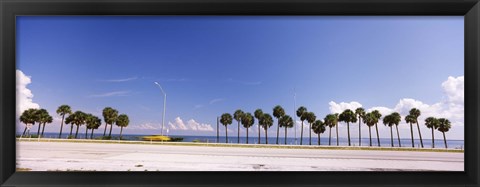 Framed Palm trees at the roadside, Interstate 275, Tampa Bay, Gulf of Mexico, Florida, USA Print