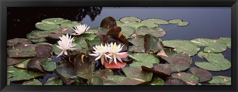 Framed Water lilies in a pond, Olbrich Botanical Gardens, Madison, Wisconsin Print