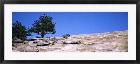 Framed Trees on a mountain, Stone Mountain, Atlanta, Fulton County, Georgia Print