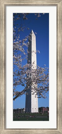 Framed Cherry Blossom in front of an obelisk, Washington Monument, Washington DC, USA Print