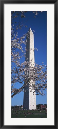 Framed Cherry Blossom in front of an obelisk, Washington Monument, Washington DC, USA Print