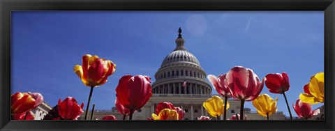 Framed Tulips with a government building in the background, Capitol Building, Washington DC, USA Print