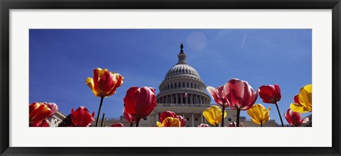 Framed Tulips with a government building in the background, Capitol Building, Washington DC, USA Print