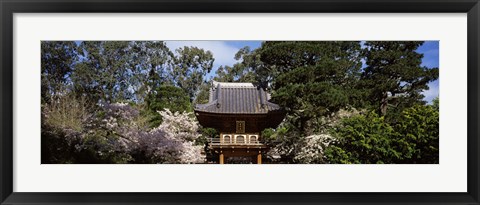 Framed Cherry Blossom trees in a garden, Japanese Tea Garden, Golden Gate Park, San Francisco, California, USA Print