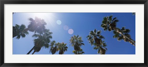 Framed Low angle view of palm trees, Downtown San Jose, San Jose, Santa Clara County, California, USA Print