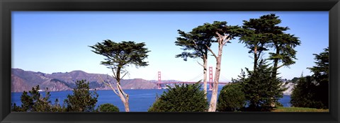 Framed View of a suspension  bridge through trees, Golden Gate Bridge, San Francisco Bay, San Francisco, California, USA Print