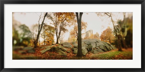 Framed Trees in a park, Central Park, Manhattan, New York City, New York State, USA Print