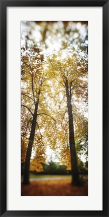 Framed Autumn trees in a park, Volunteer Park, Capitol Hill, Seattle, King County, Washington State, USA Print